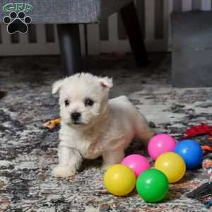 Lizzie, West Highland Terrier Puppy
